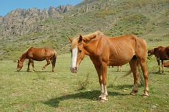 Horses in a Valley Horses in a Valley