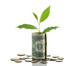 Image of Money and Plant