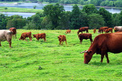 Cattle Grazing in Field Cattle Grazing in Field